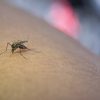 基孔肯雅熱是什麼？症狀、傳播途徑、預防一次看清