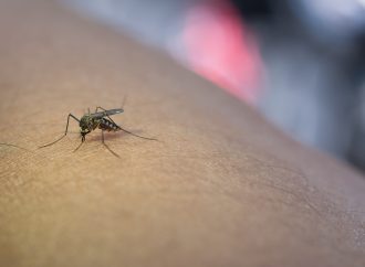 基孔肯雅熱是什麼？症狀、傳播途徑、預防一次看清