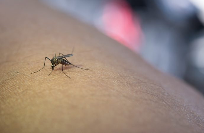基孔肯雅熱是什麼？症狀、傳播途徑、預防一次看清
