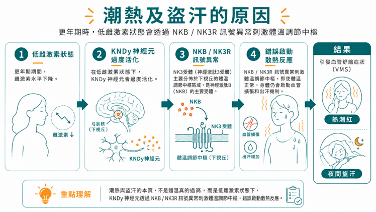 潮熱及盜汗的原因